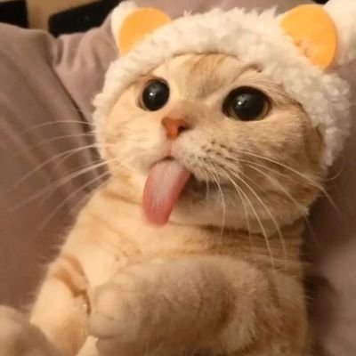 罗言鸽